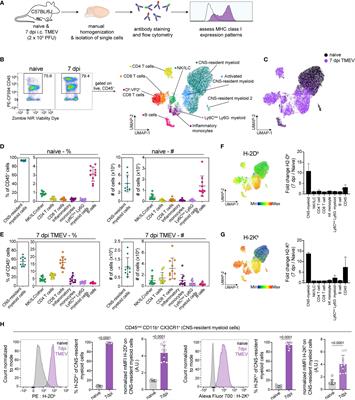 Microglia and Perivascular Macrophages Act as Antigen Presenting Cells to Promote CD8 T Cell Infiltration of the Brain